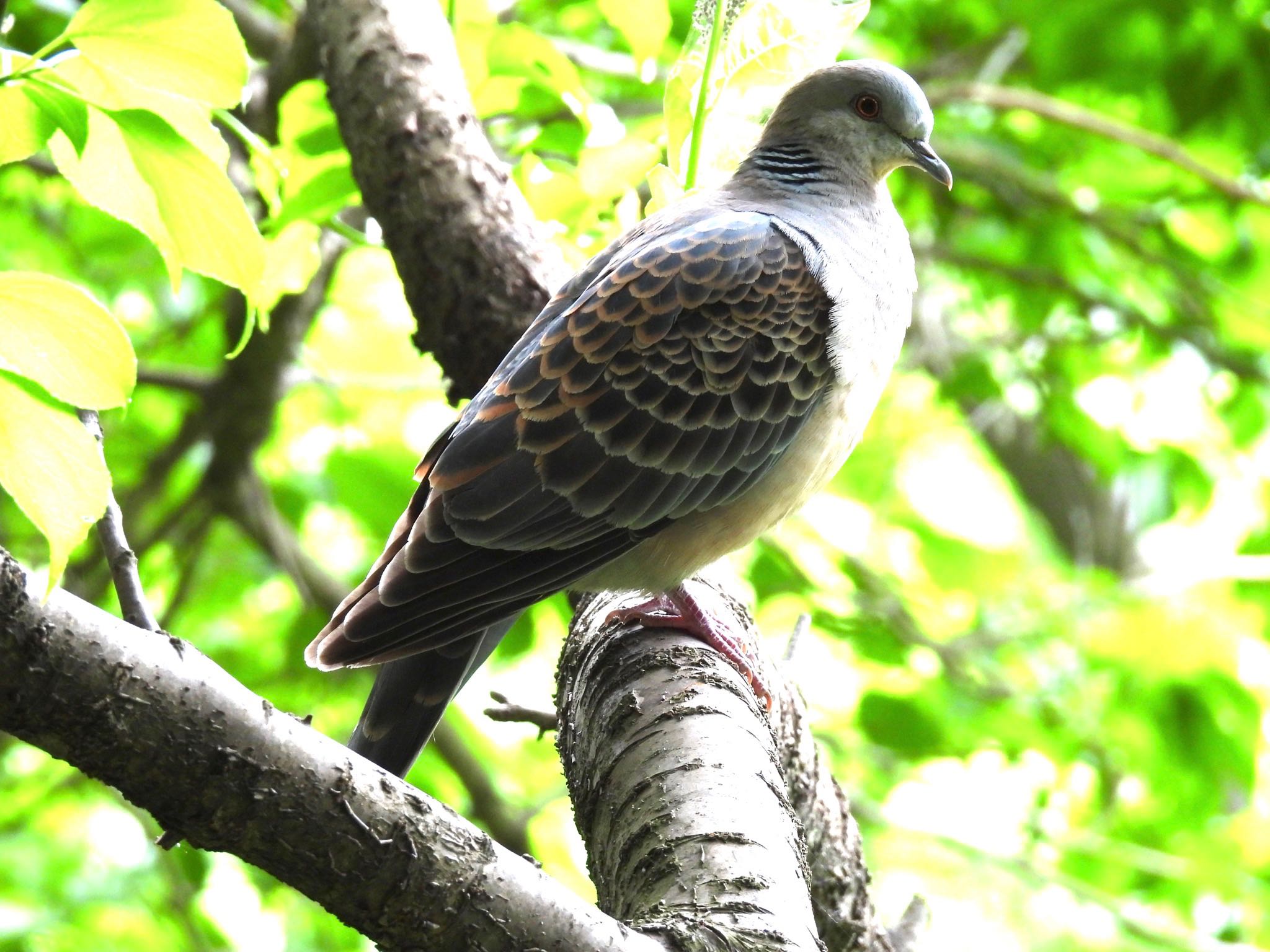 北本自然観察公園 キジバトの写真 by ツピ太郎