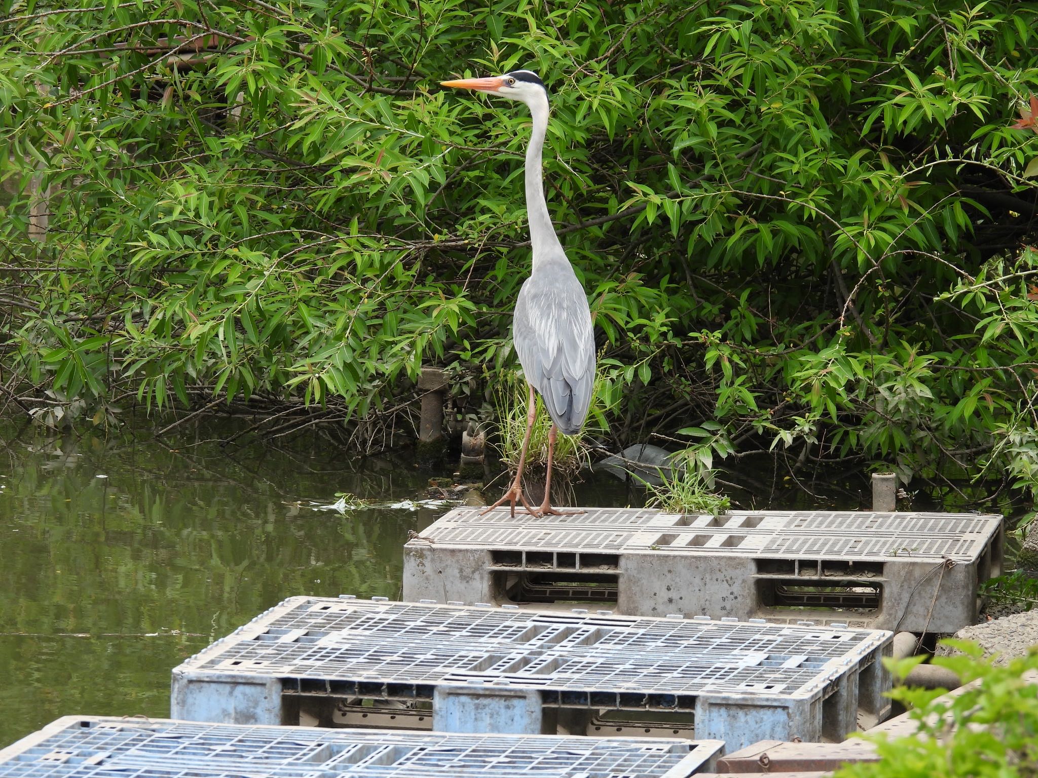 北本自然観察公園 アオサギの写真 by ツピ太郎