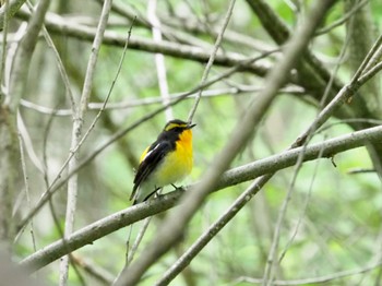 Narcissus Flycatcher Komiya Park Sun, 5/8/2022