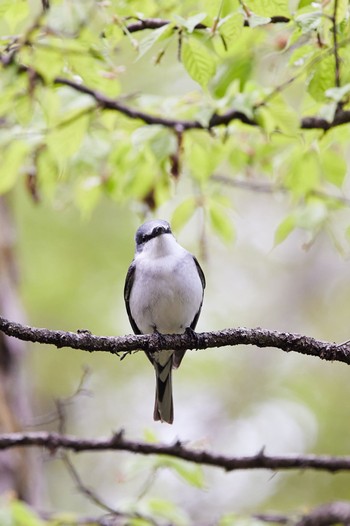 サンショウクイ 軽井沢野鳥の森 2022年5月3日(火)