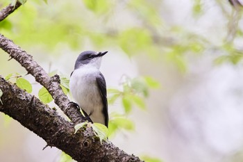 サンショウクイ 軽井沢野鳥の森 2022年5月3日(火)