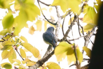 Blue-and-white Flycatcher 丹沢大山 Thu, 4/28/2022