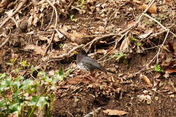 Japanese Thrush 丹沢大山 Thu, 4/28/2022