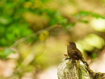 Eurasian Wren 丹沢大山 Thu, 4/28/2022