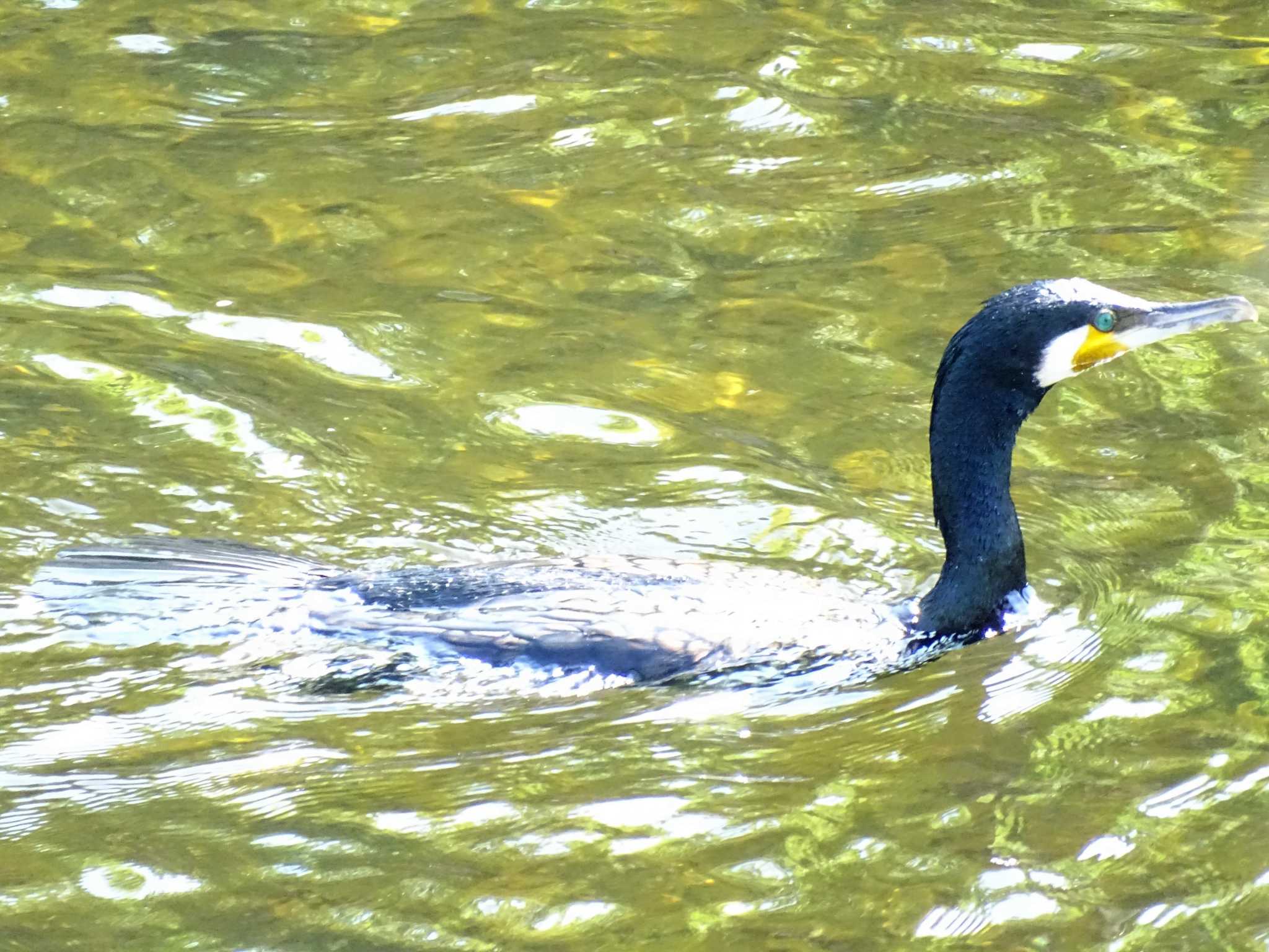 カワウ