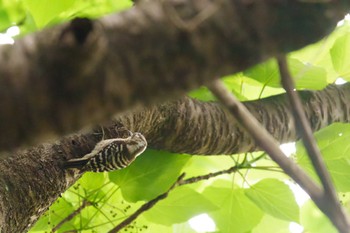 Japanese Pygmy Woodpecker Mitsuike Park Sun, 5/1/2022