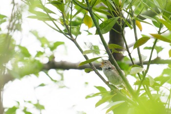 Japanese Bush Warbler Mitsuike Park Sun, 5/1/2022