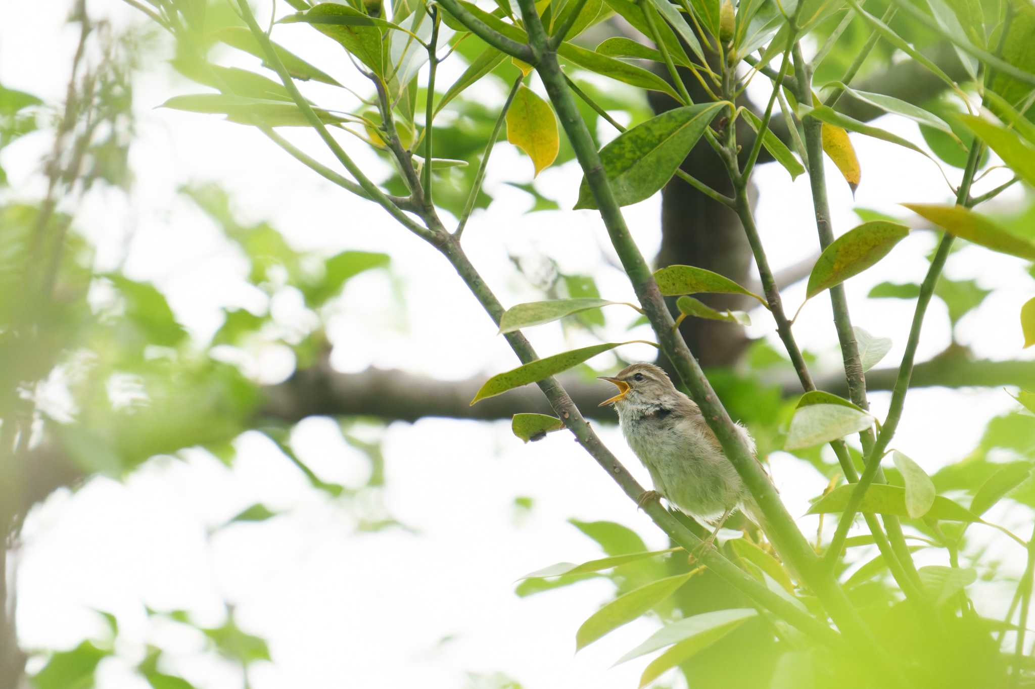 三ツ池公園(横浜市鶴見区) ウグイスの写真 by nonta