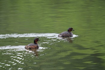 2022年5月1日(日) 三ツ池公園(横浜市鶴見区)の野鳥観察記録