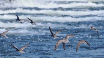 Grey-tailed Tattler 多摩川二ヶ領宿河原堰 Thu, 5/5/2022