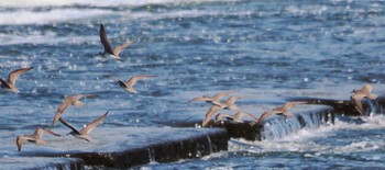 Grey-tailed Tattler 多摩川二ヶ領宿河原堰 Thu, 5/5/2022