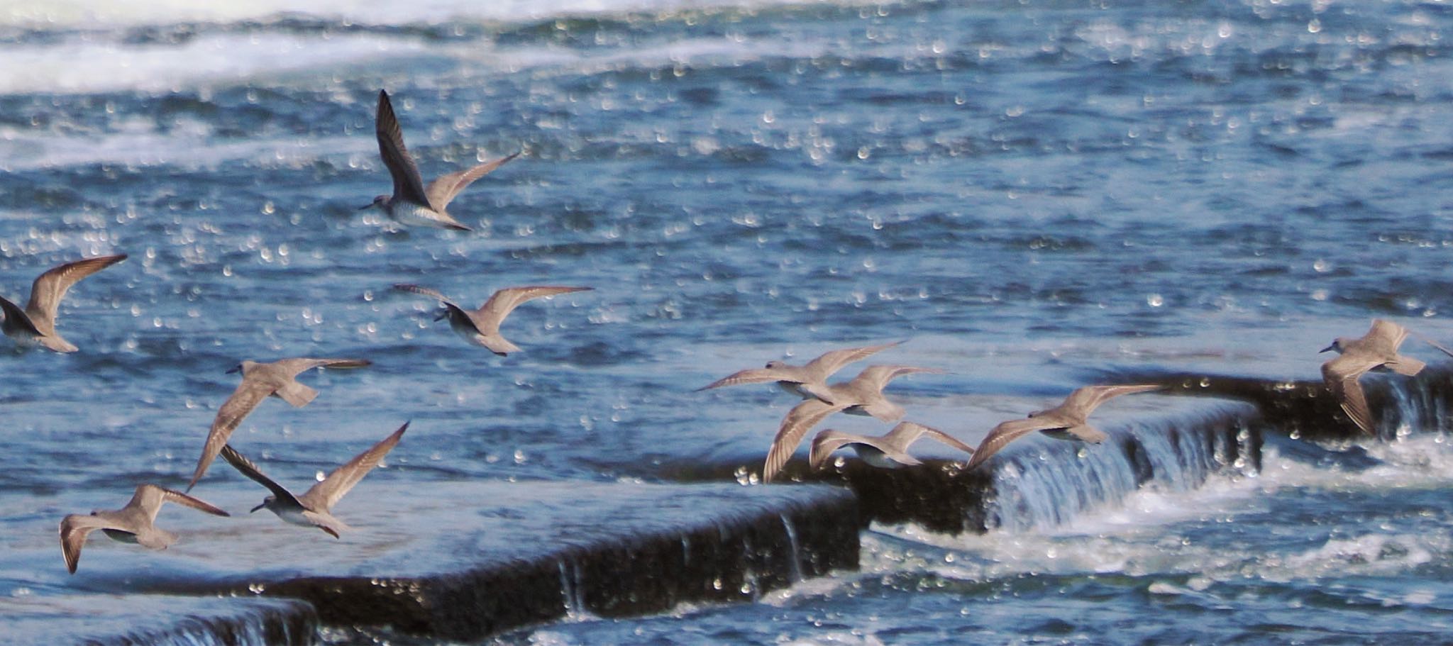 Photo of Grey-tailed Tattler at 多摩川二ヶ領宿河原堰 by アポちん