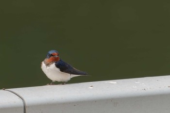 2022年5月2日(月) 葛西臨海公園の野鳥観察記録