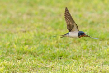 ツバメ 葛西臨海公園 2022年5月2日(月)