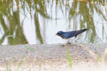 ツバメ 葛西臨海公園 2022年5月2日(月)