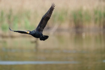 カワウ 葛西臨海公園 2022年5月2日(月)