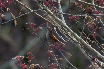 カヤクグリ 早戸川林道 2017年12月7日(木)