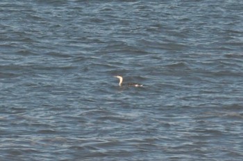 2021年12月19日(日) 野付半島の野鳥観察記録