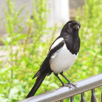 カササギ 公園 2022年5月8日(日)