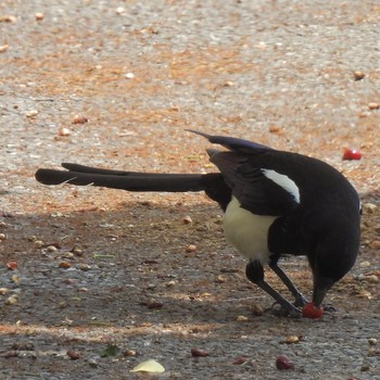 カササギ 公園 2022年5月8日(日)