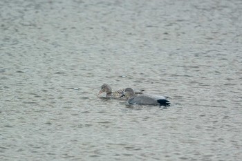 Gadwall 兵庫県宝塚市 武庫川 Sun, 12/3/2017