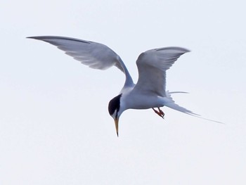 2022年5月8日(日) 多摩川二ヶ領宿河原堰の野鳥観察記録