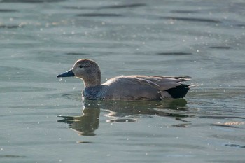 Gadwall 兵庫県宝塚市 武庫川 Sun, 12/3/2017