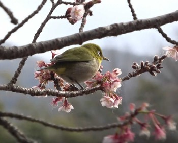 2022年2月6日(日) 丸亀市綾歌町栗熊西の野鳥観察記録