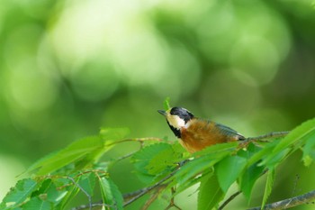 2022年5月3日(火) 明治神宮の野鳥観察記録