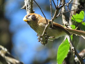 Spot-breasted Parrotbill