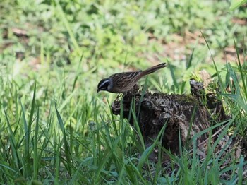 Meadow Bunting 赤城高原sa下り Thu, 5/5/2022