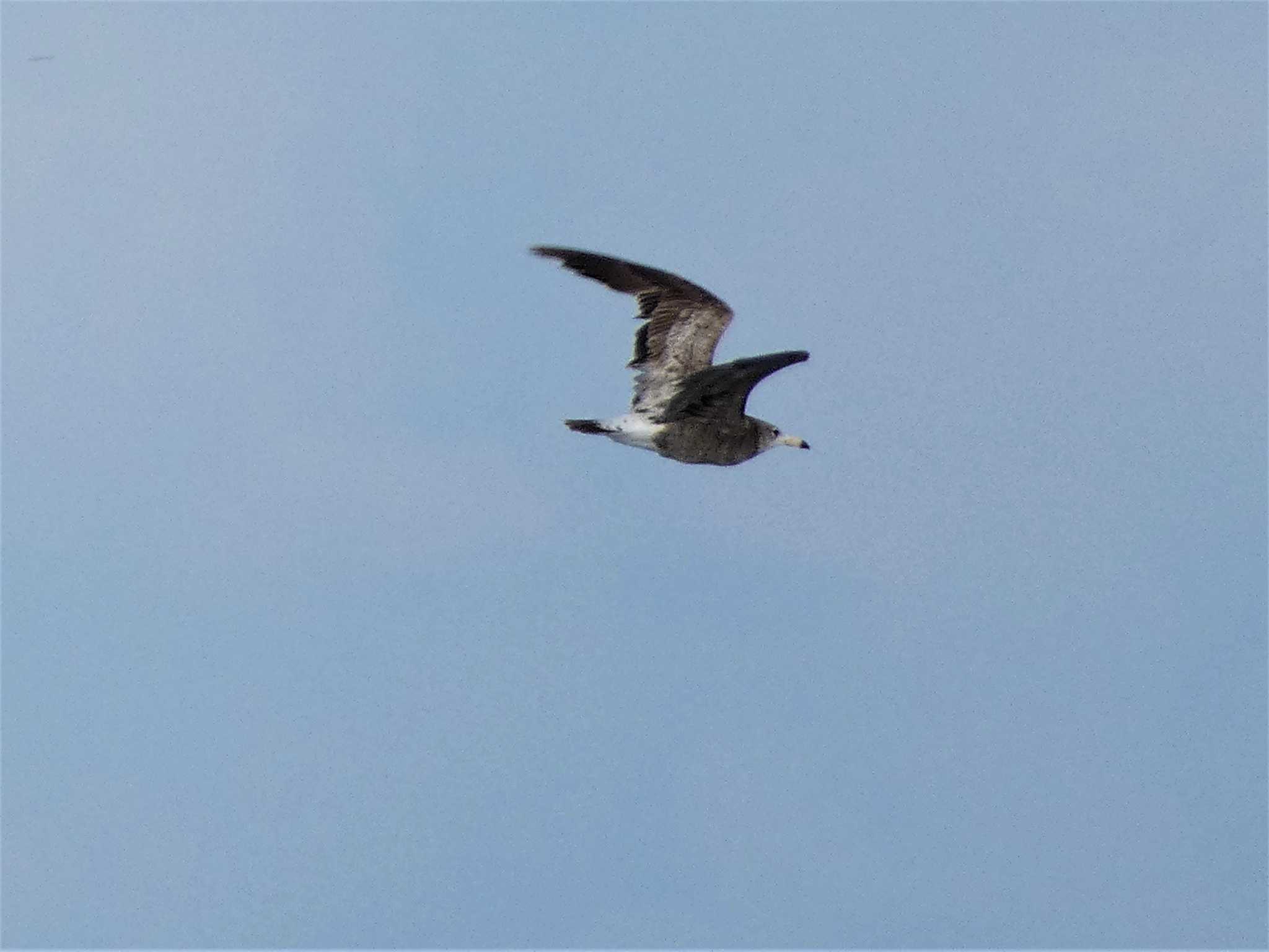 Photo of Black-tailed Gull at 城ヶ島 by koshi