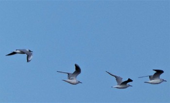 2022年5月8日(日) 城ヶ島の野鳥観察記録