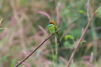 Asian Green Bee-eater Kaeng Krachan National Park Fri, 11/24/2017