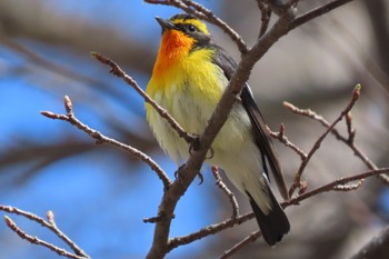 Tue, 5/3/2022 Birding report at Senjogahara Marshland