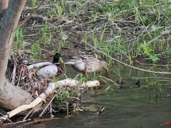 マガモ 福井緑地(札幌市西区) 2022年5月8日(日)