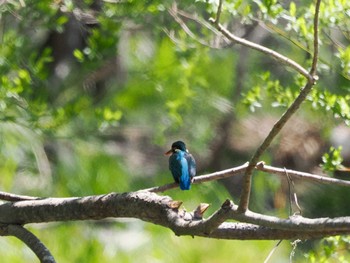 2022年5月8日(日) 福井緑地(札幌市西区)の野鳥観察記録
