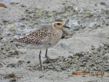 Pacific Golden Plover 中城港湾 Sat, 5/7/2022