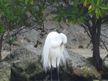 Great Egret 中城港湾 Sat, 5/7/2022