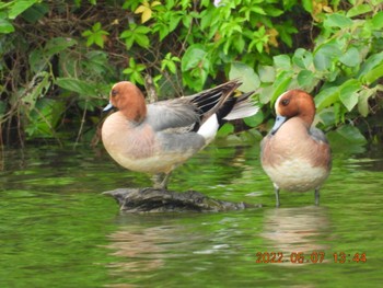 Eurasian Wigeon 中城港湾 Sat, 5/7/2022