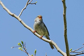 2022年5月8日(日) ＭＦの野鳥観察記録