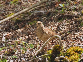 2022年4月23日(土) 十里木高原の野鳥観察記録