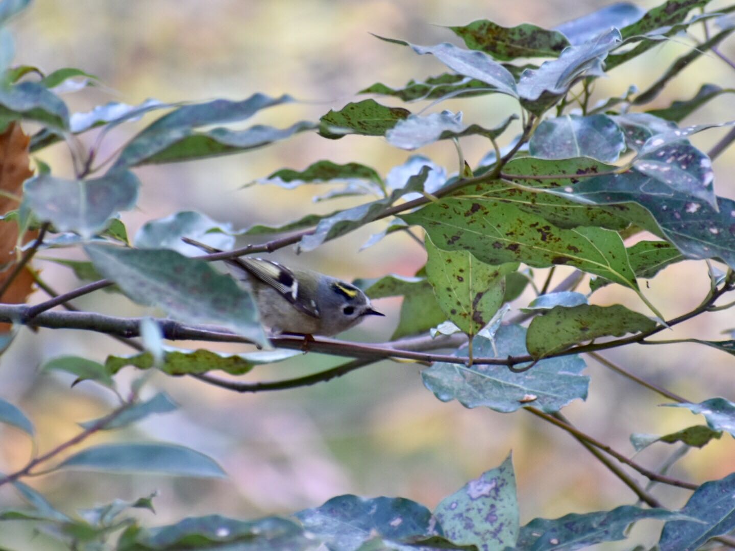  キクイタダキの写真 by ヨウコ