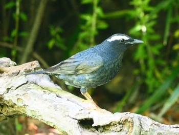 Siberian Thrush Osaka castle park Sun, 5/8/2022