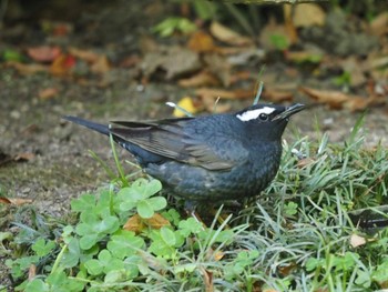 Siberian Thrush Osaka castle park Sun, 5/8/2022