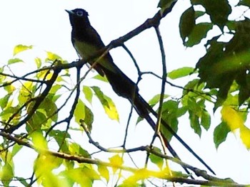 Black Paradise Flycatcher Osaka castle park Sun, 5/8/2022