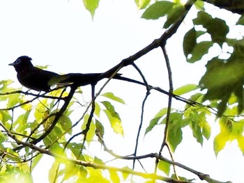 Black Paradise Flycatcher Osaka castle park Sun, 5/8/2022