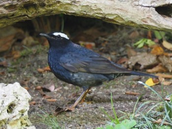 Siberian Thrush Osaka castle park Sun, 5/8/2022