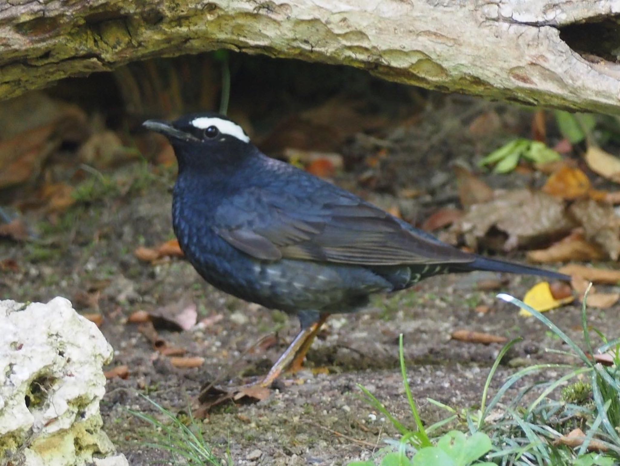 Photo of Siberian Thrush at Osaka castle park by みーちゃん