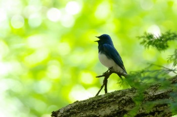 オオルリ 海上の森 2022年5月8日(日)